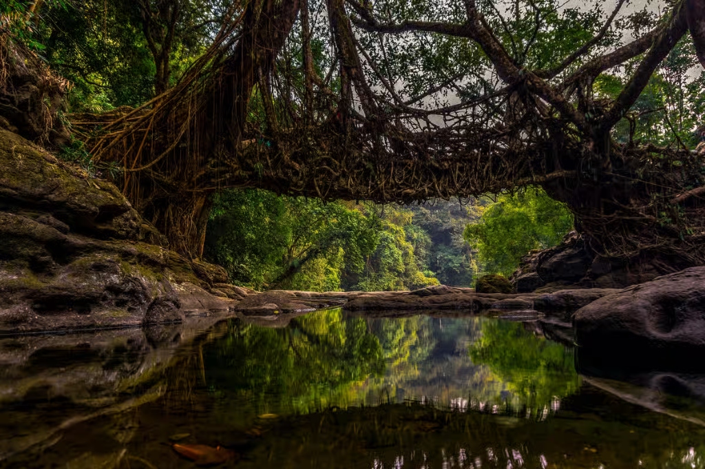 Meghalaya Living Root Bridge & Waterfalls